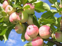 BSGPO яблука груші cливи черешня вишня виробник фруктів