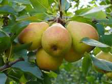 BSGPO яблоки груши сливы черешня вишня производитель фруктов